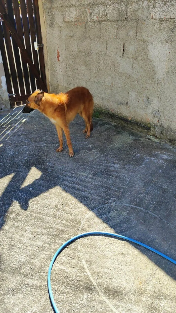 Cachorro ra a SRD-ViraLata idade 1 ano nome Francini Botelho