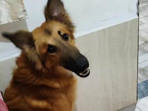 Cachorro ra a SRD-ViraLata idade 1 ano nome Francini Botelho
