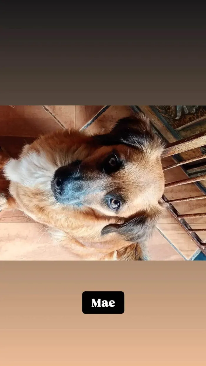Cachorro ra a SRD-ViraLata idade 2 a 6 meses nome Chiquito