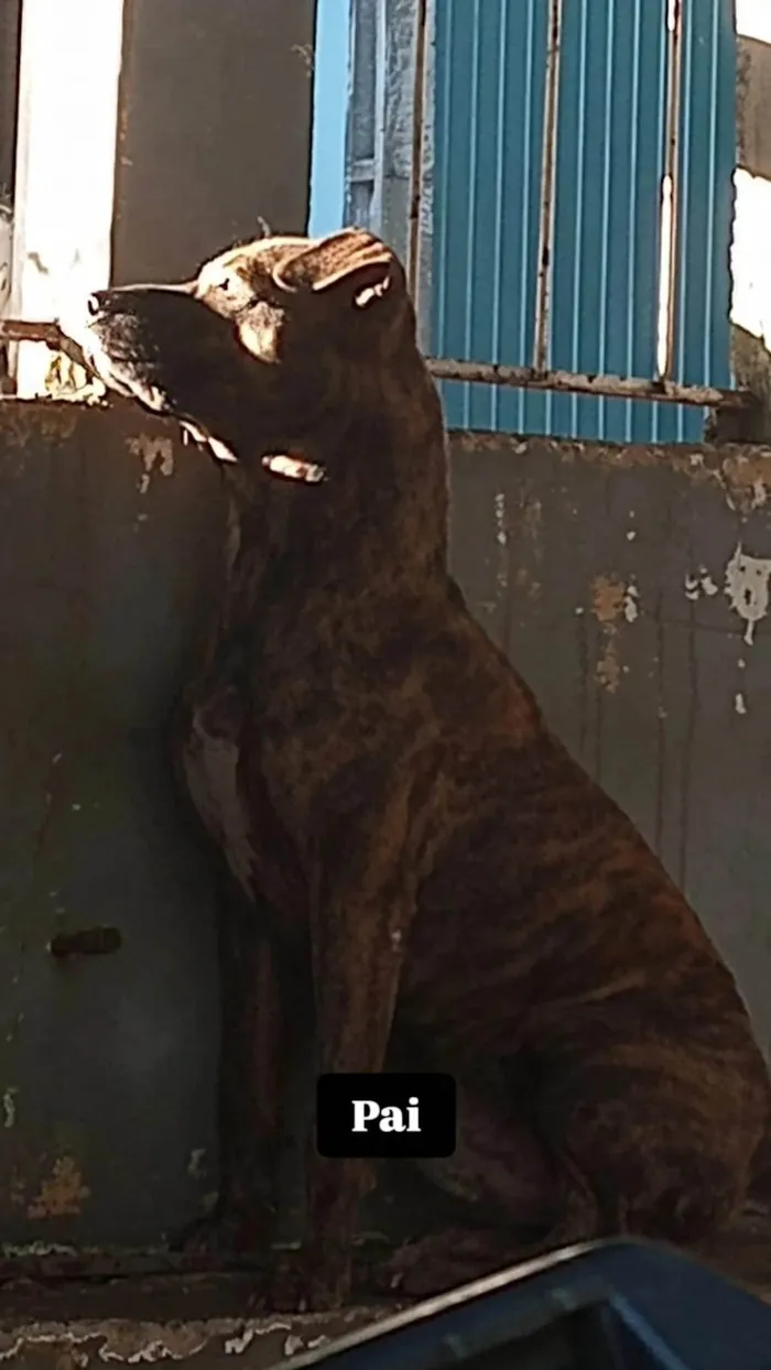 Cachorro ra a SRD-ViraLata idade 2 a 6 meses nome Chiquito