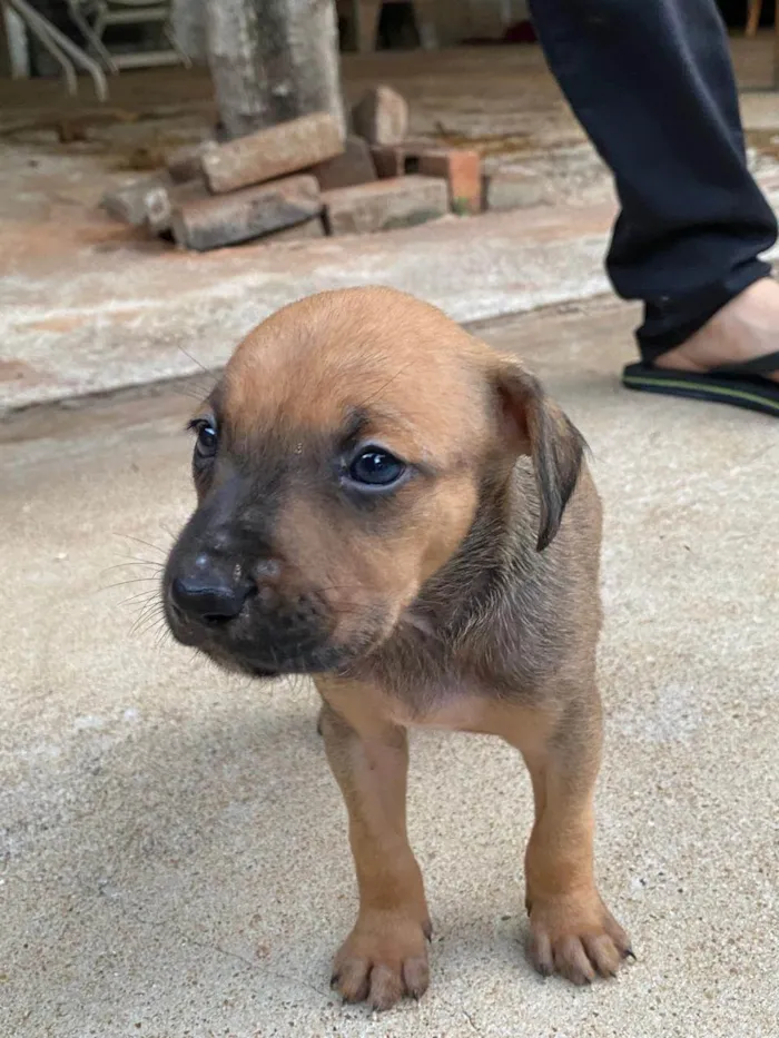 Cachorro ra a SRD-ViraLata idade 2 a 6 meses nome Chiquito