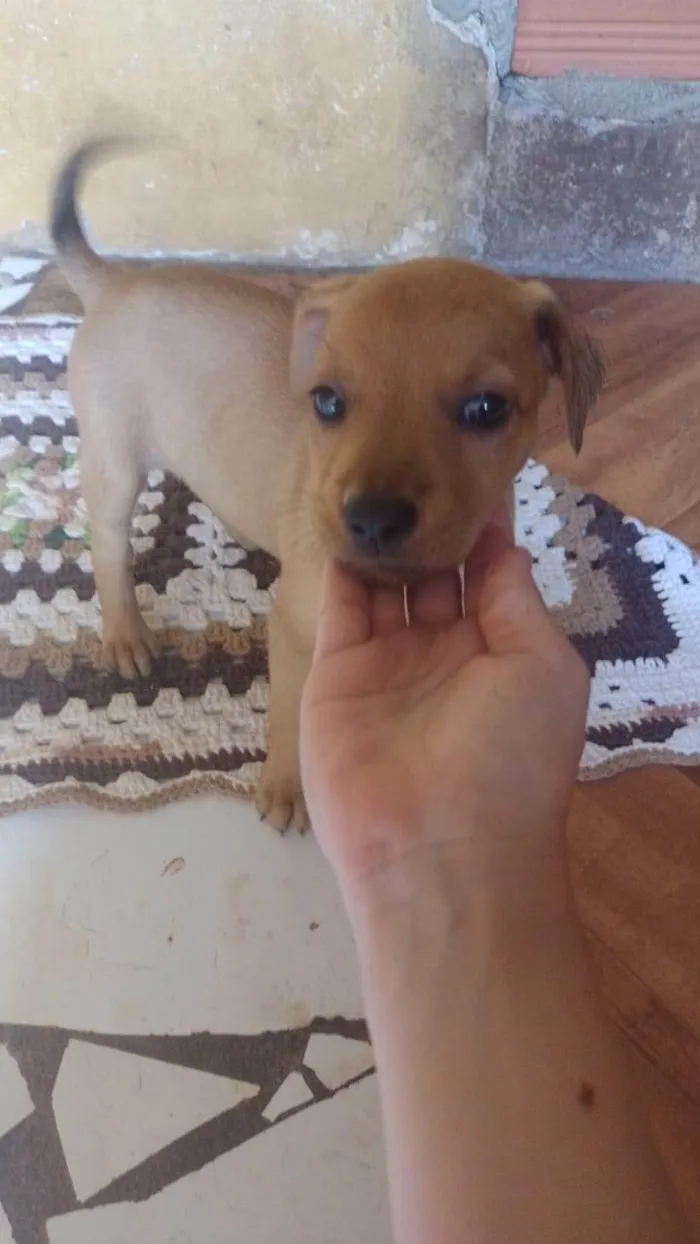 Cachorro ra a SRD-ViraLata idade 2 a 6 meses nome Chiquito