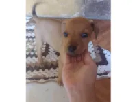 Cachorro raça SRD-ViraLata idade 2 a 6 meses nome Chiquito