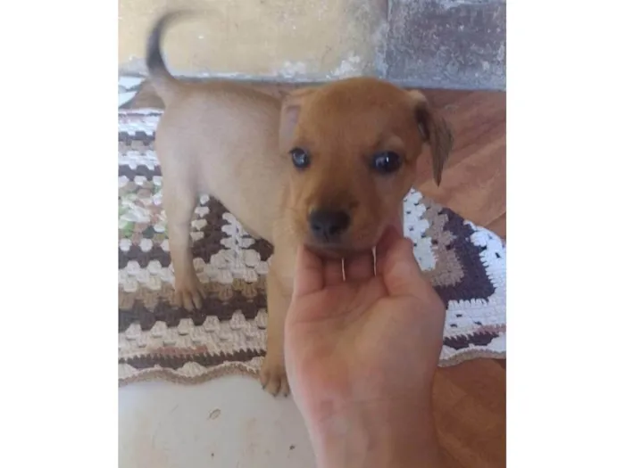 Cachorro ra a SRD-ViraLata idade 2 a 6 meses nome Chiquito