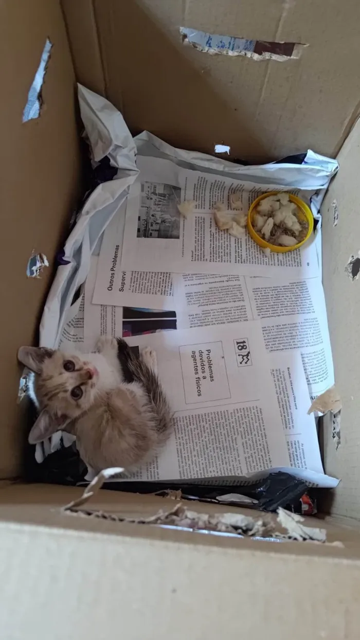 Gato ra a SRD-ViraLata idade 2 a 6 meses nome Mia