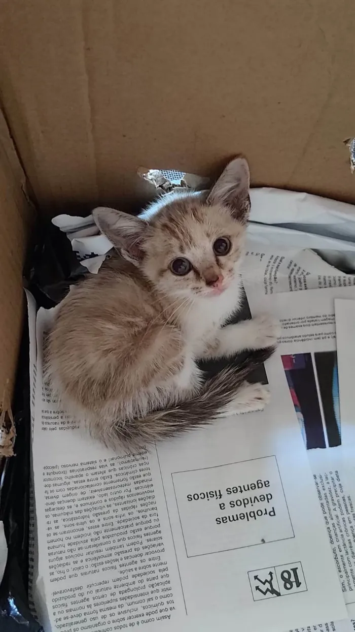 Gato ra a SRD-ViraLata idade 2 a 6 meses nome Mia