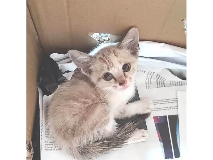 Gato ra a SRD-ViraLata idade 2 a 6 meses nome Mia