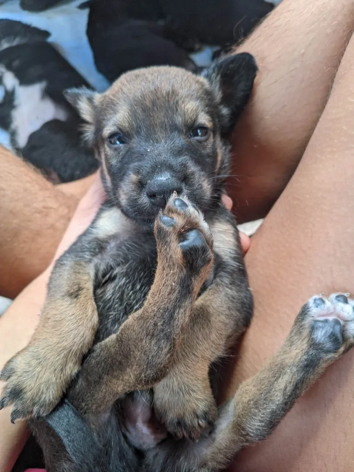 Cachorro ra a SRD-ViraLata idade 2 a 6 meses nome Cachorrinhos 