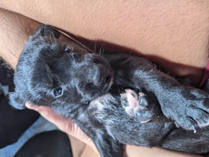 Cachorro ra a SRD-ViraLata idade 2 a 6 meses nome Cachorrinhos 