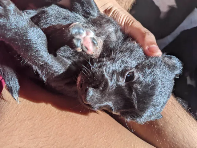 Cachorro ra a SRD-ViraLata idade 2 a 6 meses nome Cachorrinhos 