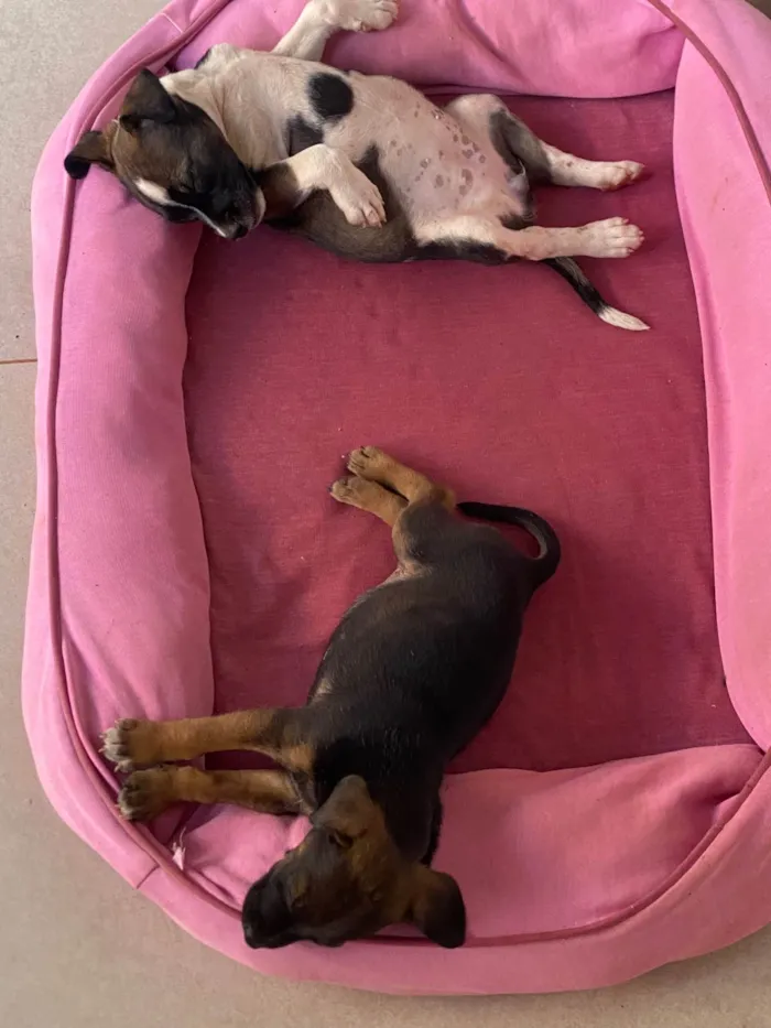 Cachorro ra a SRD-ViraLata idade 2 a 6 meses nome Não possuem nomes 