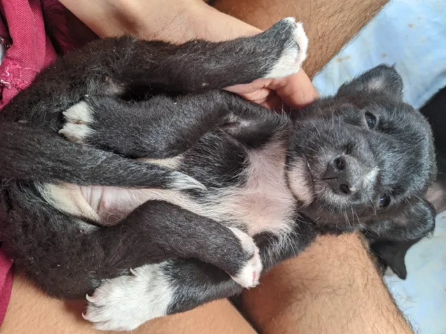 Cachorro ra a SRD-ViraLata idade 2 a 6 meses nome Cachorrinhos 