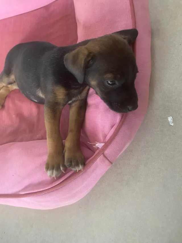 Cachorro ra a SRD-ViraLata idade 2 a 6 meses nome Não possuem nomes 