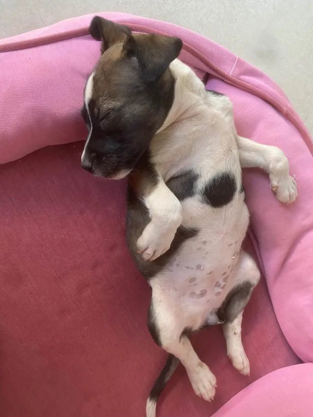 Cachorro ra a SRD-ViraLata idade 2 a 6 meses nome Não possuem nomes 