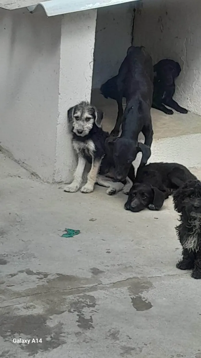 Cachorro ra a Poodle idade 7 a 11 meses nome Familia Fofura