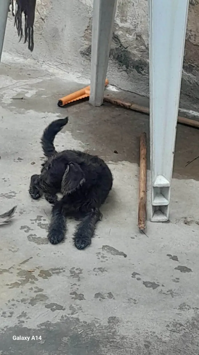 Cachorro ra a Poodle idade 7 a 11 meses nome Familia Fofura