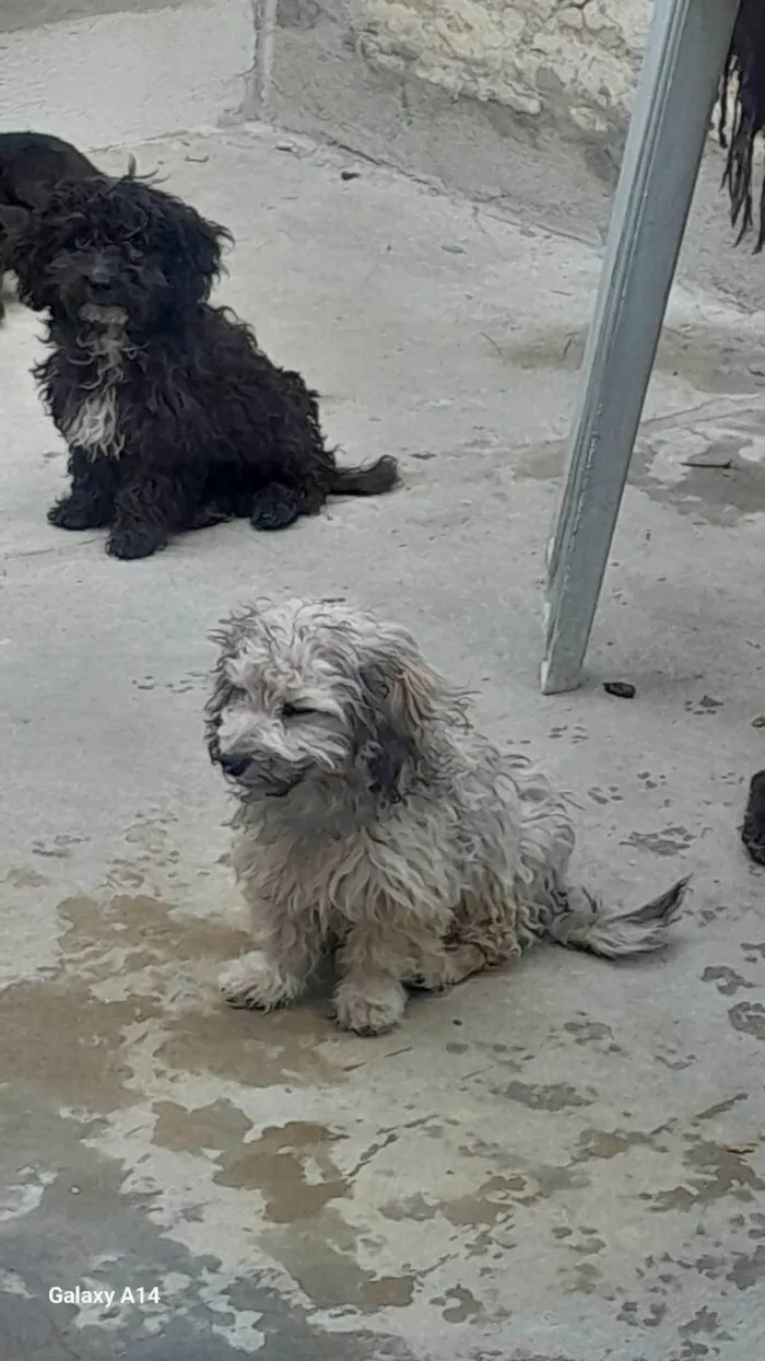 Cachorro ra a Poodle idade 7 a 11 meses nome Familia Fofura