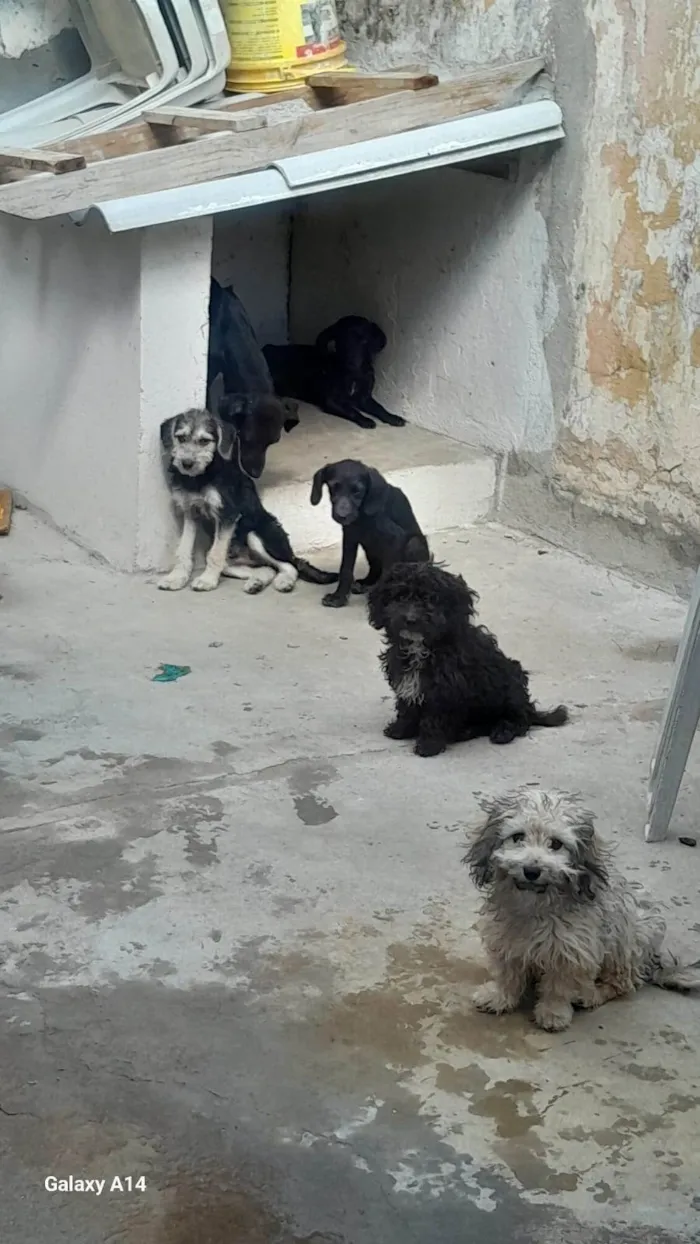 Cachorro ra a Poodle idade 7 a 11 meses nome Familia Fofura