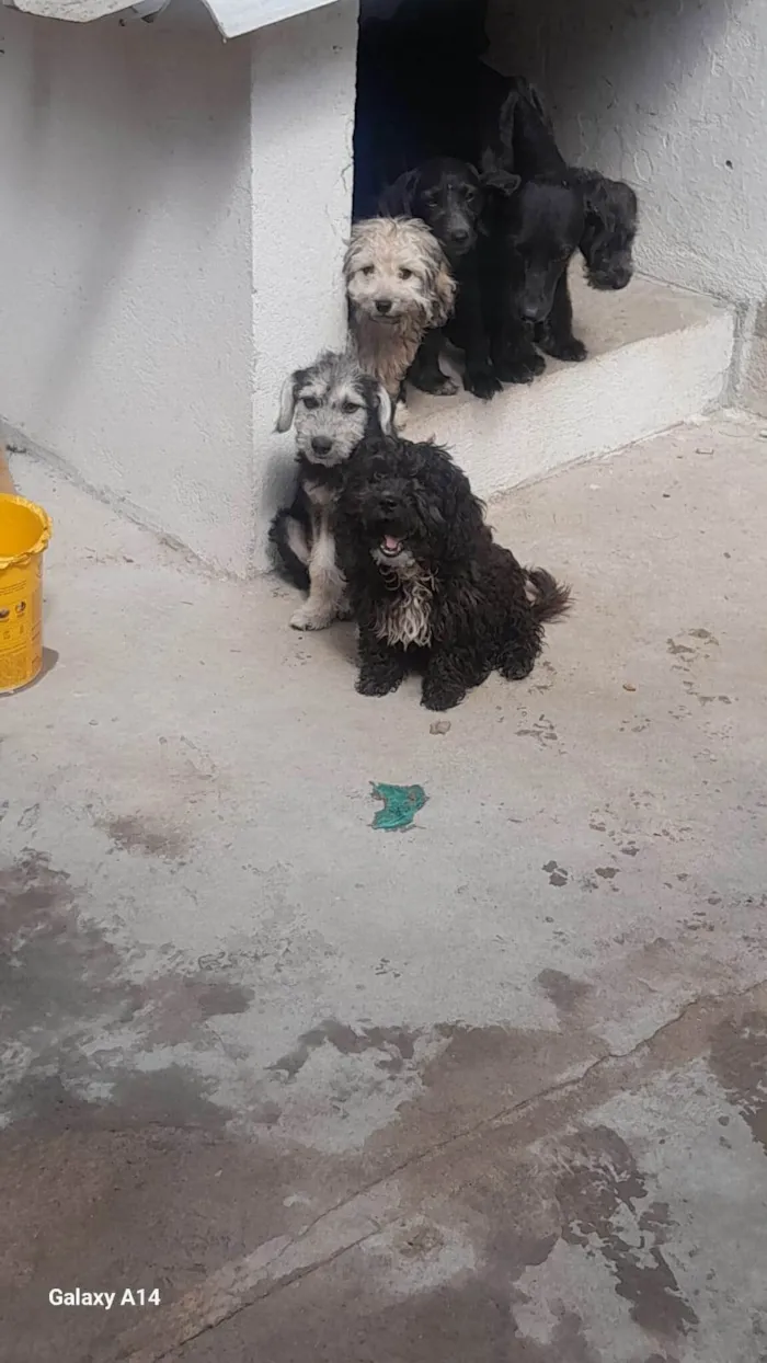 Cachorro ra a Poodle idade 7 a 11 meses nome Familia Fofura