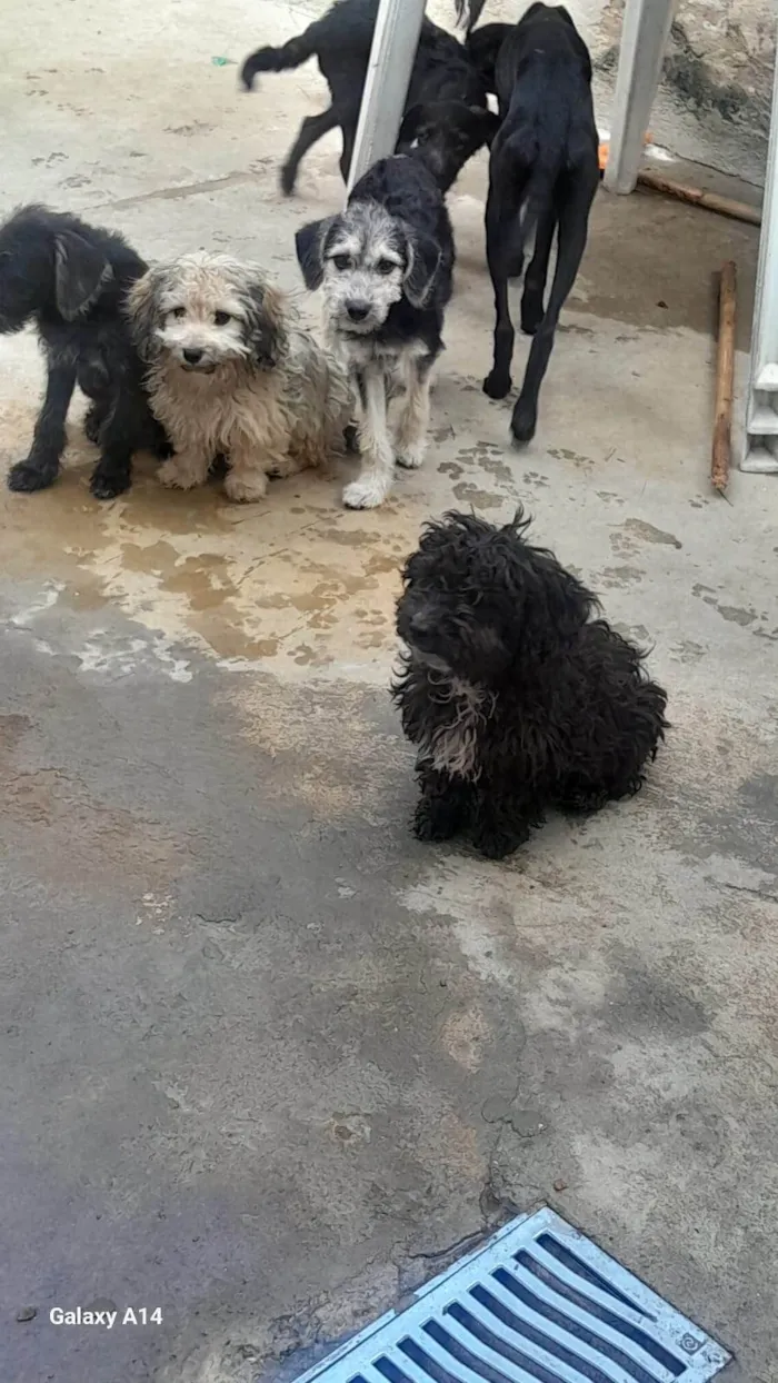 Cachorro ra a Poodle idade 7 a 11 meses nome Familia Fofura