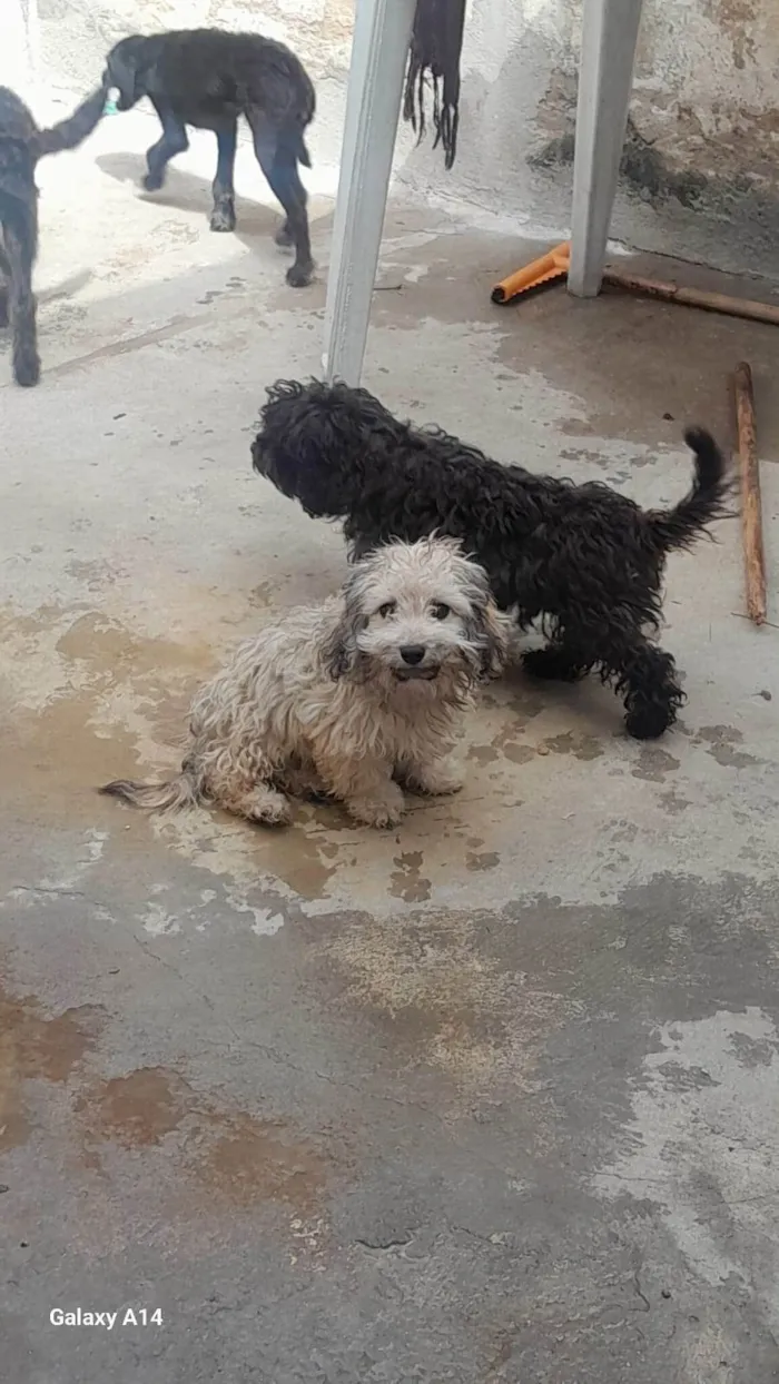 Cachorro ra a Poodle idade 7 a 11 meses nome Familia Fofura