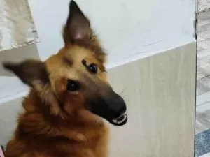 Cachorro ra a SRD-ViraLata idade 1 ano nome Francini Botelho