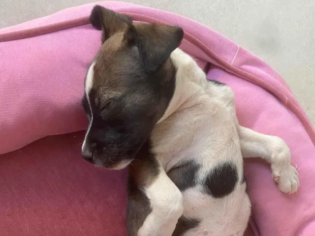 Cachorro ra a SRD-ViraLata idade 2 a 6 meses nome Não possuem nomes 