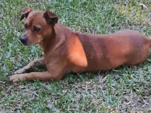 Cachorro raça SRD-ViraLata idade 6 ou mais anos nome Zico