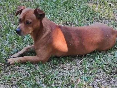 Cachorro raça SRD-ViraLata idade 6 ou mais anos nome Zico