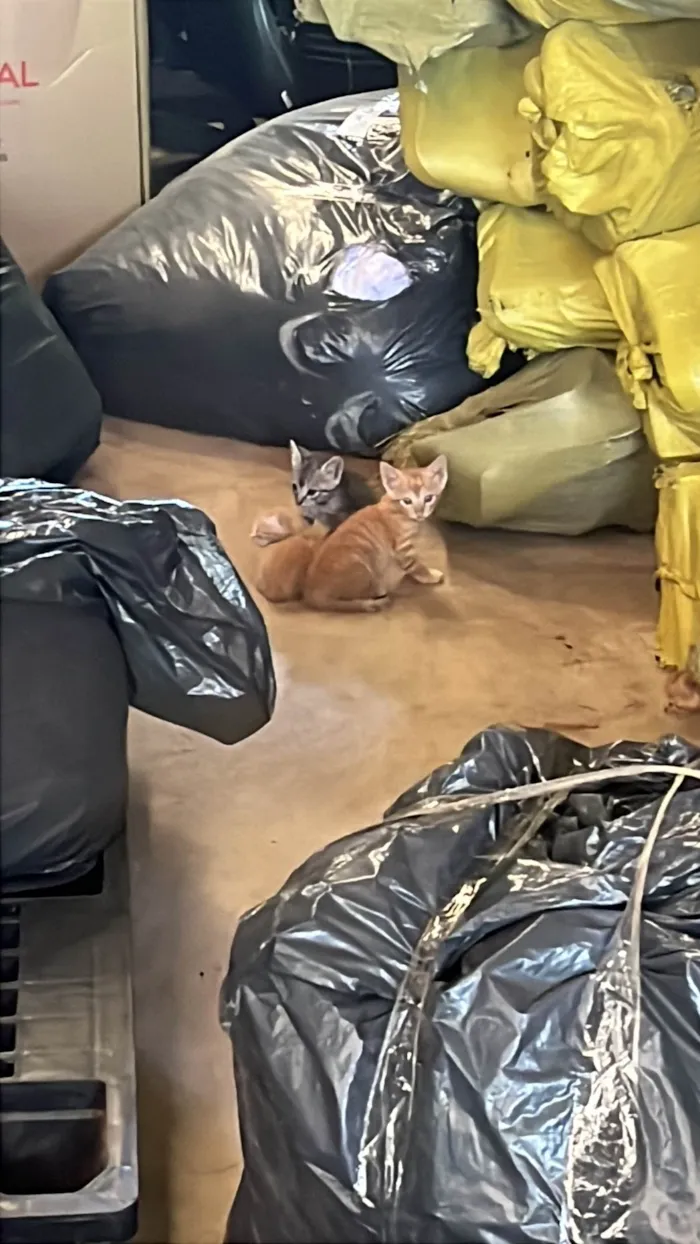 Gato ra a SRD-ViraLata idade Abaixo de 2 meses nome Não tem