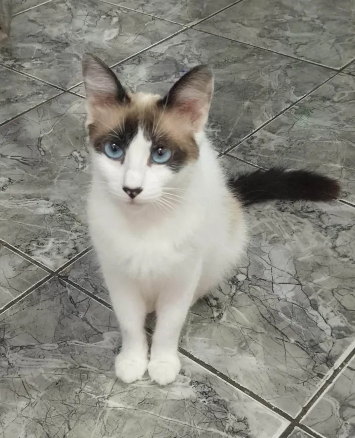 Gato ra a SRD-ViraLata idade 2 a 6 meses nome Sem nome ainda