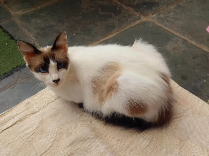 Gato ra a SRD-ViraLata idade 2 a 6 meses nome Sem nome ainda