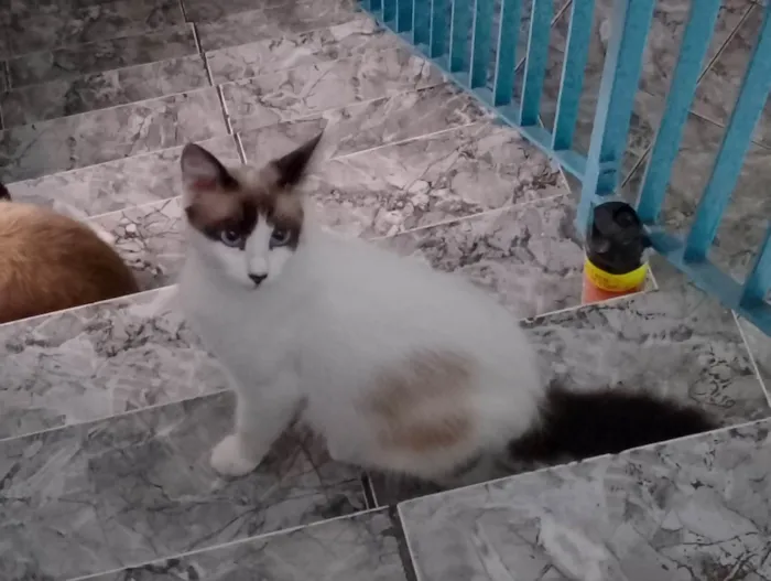 Gato ra a SRD-ViraLata idade 2 a 6 meses nome Sem nome ainda