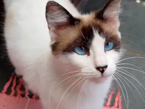 Gato raça SRD-ViraLata idade 2 a 6 meses nome Sem nome ainda