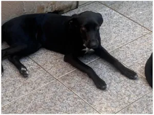 Cachorro raça SRD-ViraLata idade 7 a 11 meses nome Daiane (provisório)
