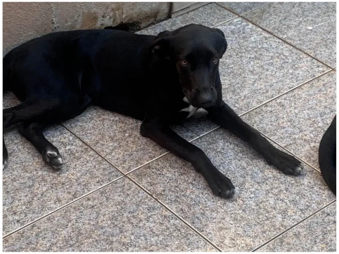 Cachorro ra a SRD-ViraLata idade 7 a 11 meses nome Daiane (provisório)