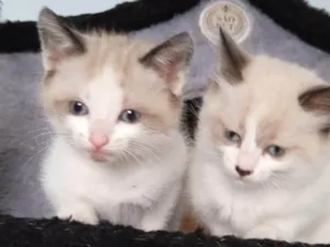 Gato raça SRD-ViraLata idade Abaixo de 2 meses nome Eduardo e Mônica 