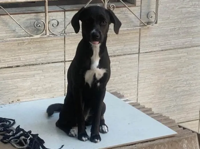 Cachorro ra a SRD-ViraLata idade 7 a 11 meses nome Suri (provisório)
