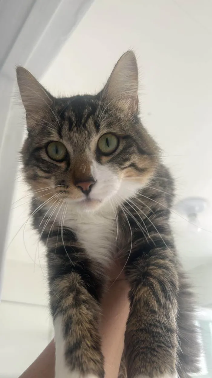 Gato ra a Angorá idade 1 ano nome Limão