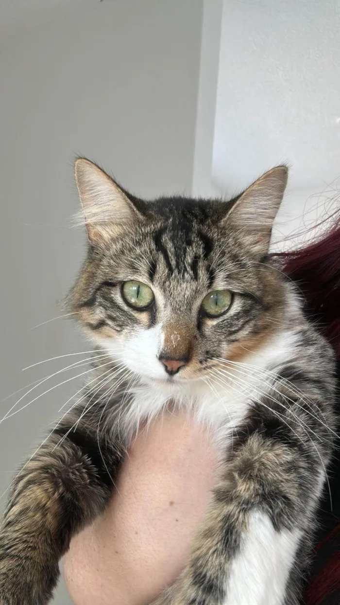 Gato ra a Angorá idade 1 ano nome Limão