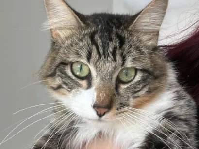 Gato raça Angorá idade 1 ano nome Limão