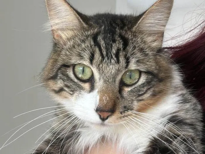 Gato ra a Angorá idade 1 ano nome Limão