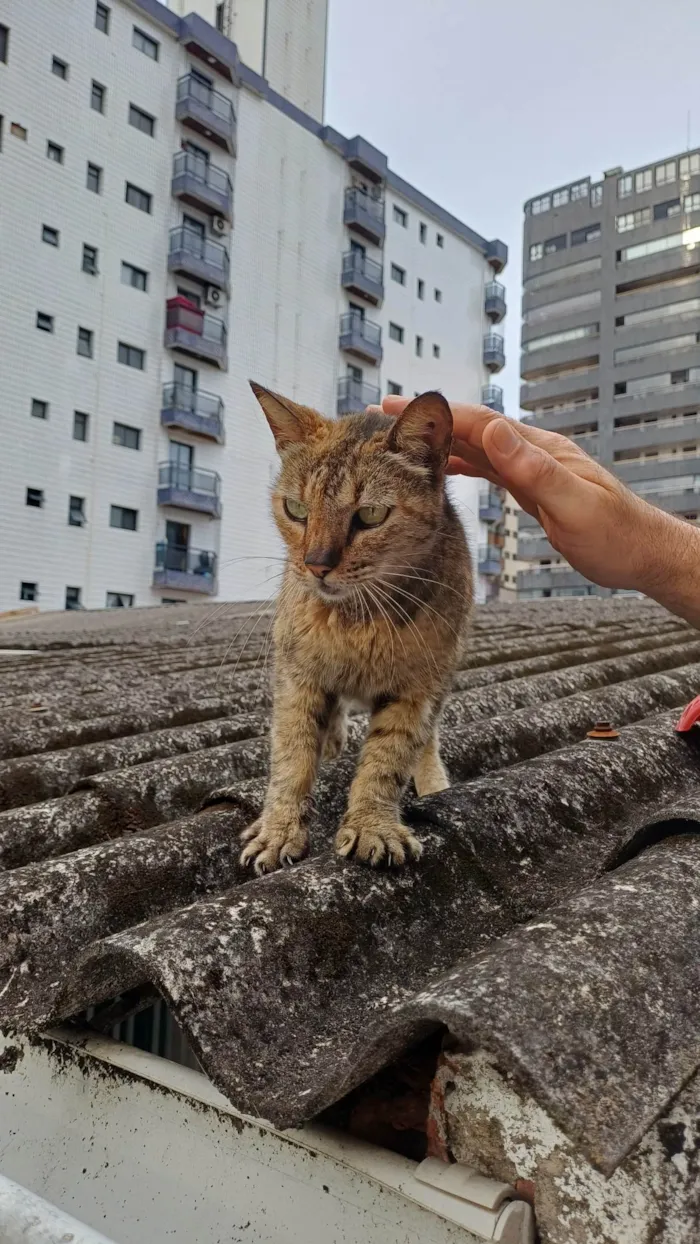 Gato ra a SRD-ViraLata idade 7 a 11 meses nome Menina