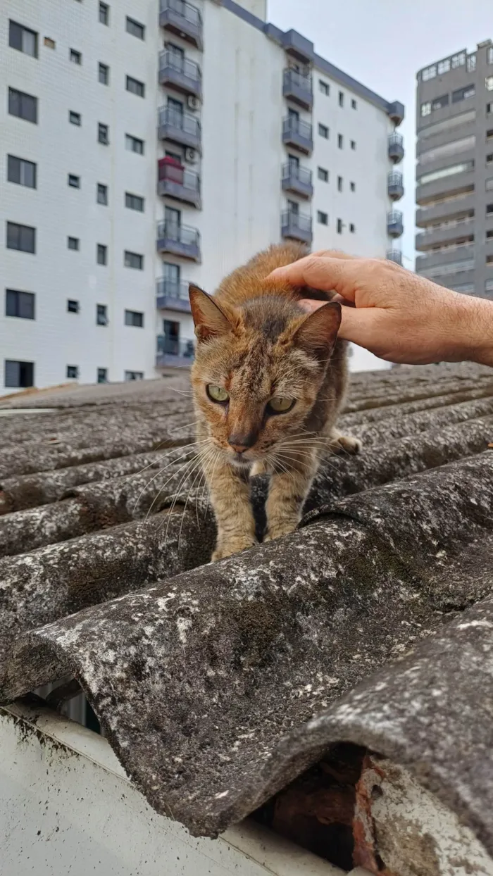 Gato ra a SRD-ViraLata idade 7 a 11 meses nome Menina
