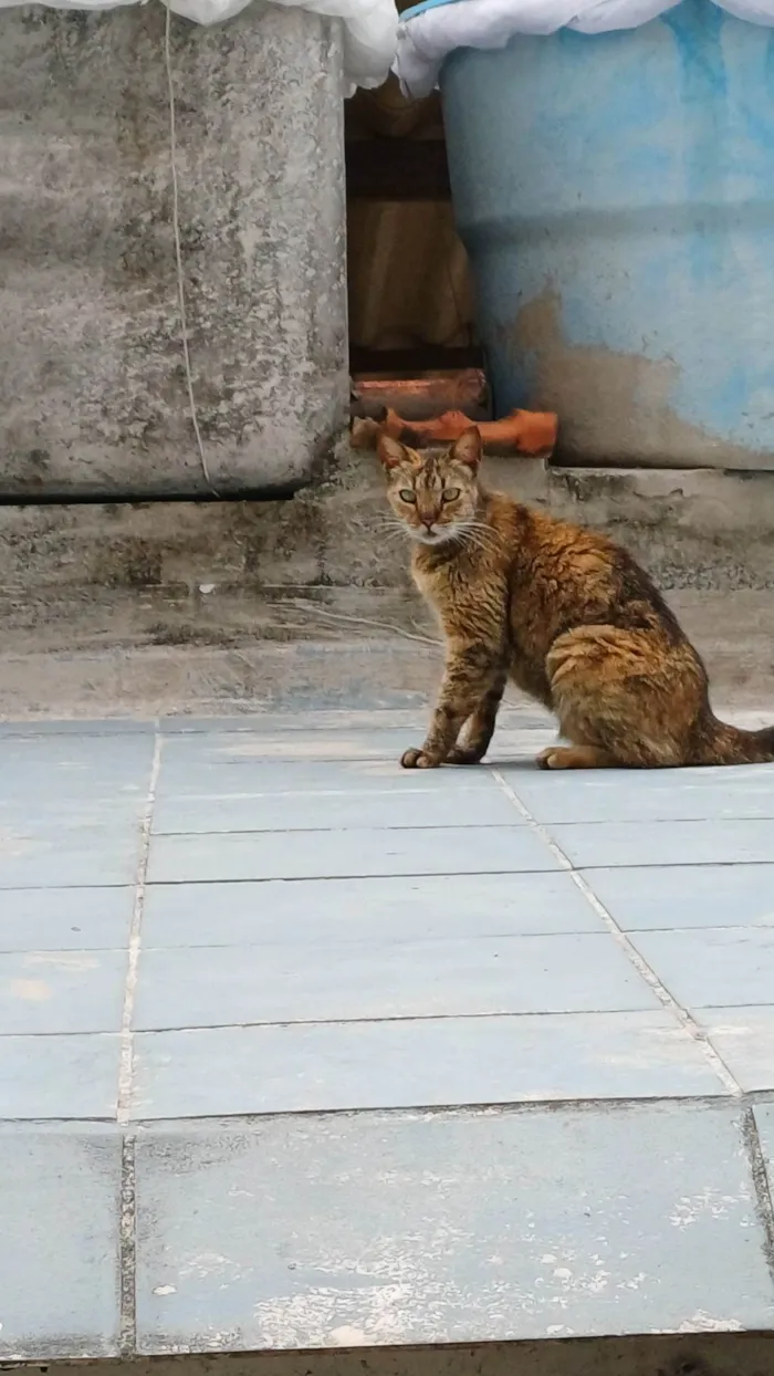 Gato ra a SRD-ViraLata idade 7 a 11 meses nome Menina