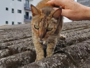 Gato raça SRD-ViraLata idade 7 a 11 meses nome Menina