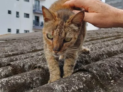 Gato raça SRD-ViraLata idade 7 a 11 meses nome Menina