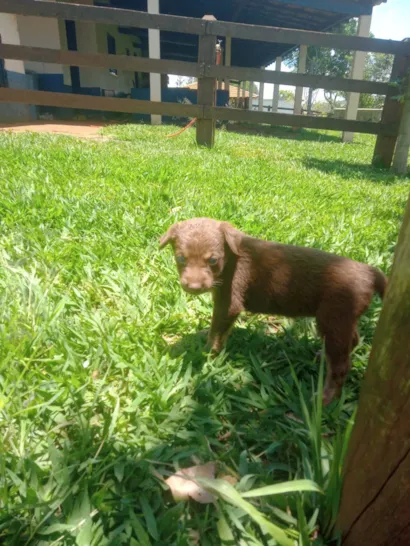 Cachorro raça Labrador idade Abaixo de 2 meses nome Lessi