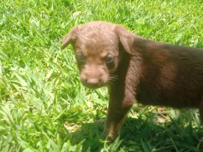 Cachorro raça Labrador idade Abaixo de 2 meses nome Lessi