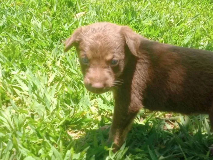 Cachorro ra a Labrador idade Abaixo de 2 meses nome Lessi